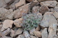 Stellaria turkestanica