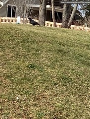 Corvus brachyrhynchos