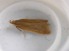 Helcystogramma rufescens