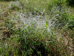 Digitaria pennata