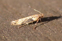 Scrobipalpa costella
