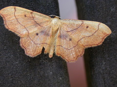 Idaea emarginata