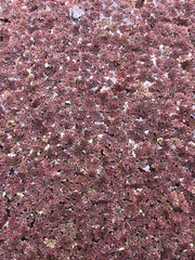 Azolla caroliniana