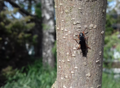 Platydracus fulvipes