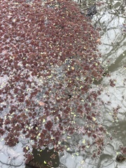Azolla caroliniana
