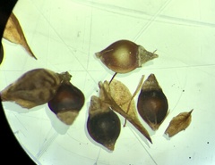 Rhynchospora fascicularis