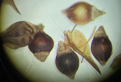 Rhynchospora fascicularis