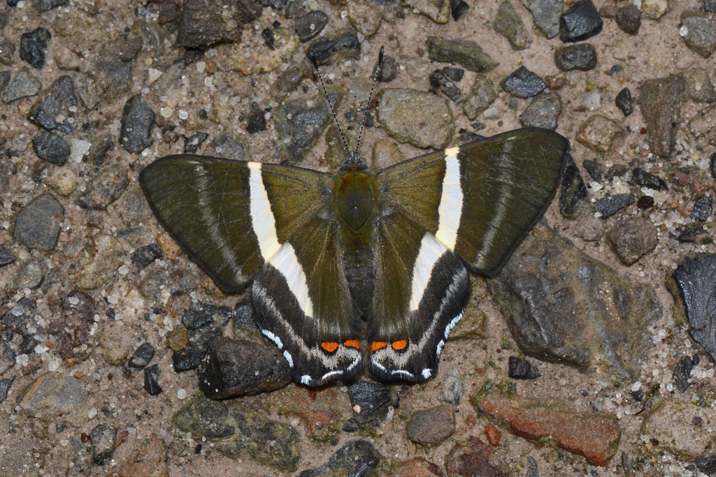 Siseme pseudopallas