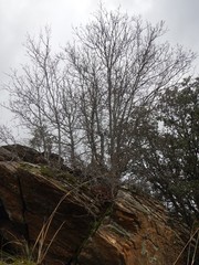 Acer monspessulanum