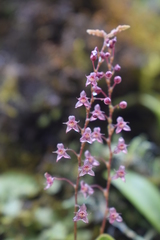 Stelis antennata