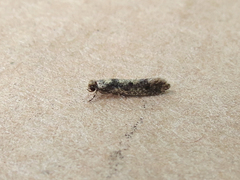 Niditinea fuscella