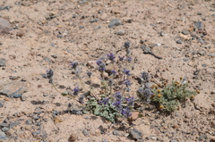 Dracocephalum stamineum