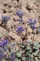 Dracocephalum stamineum