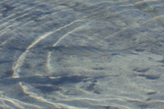 Leuciscus idus