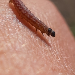 Limnaecia phragmitella