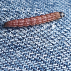 Limnaecia phragmitella