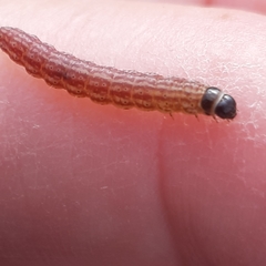 Limnaecia phragmitella