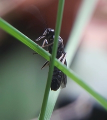 Cladius pectinicornis