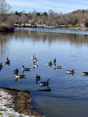 Branta canadensis