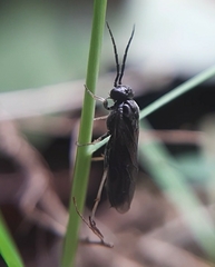 Cladius pectinicornis