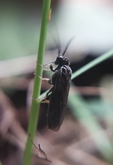 Cladius pectinicornis