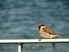 Passer domesticus