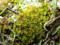 Syntrichia calcicola