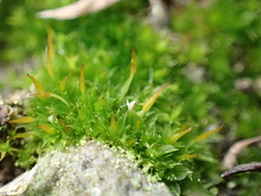 Tortula viridifolia