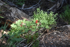 Ribes erythrocarpum