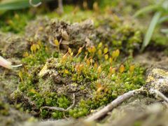 Pterygoneurum ovatum