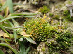 Pterygoneurum ovatum