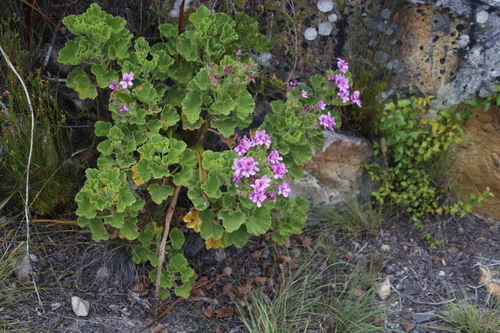 Pelargonium cucullatum