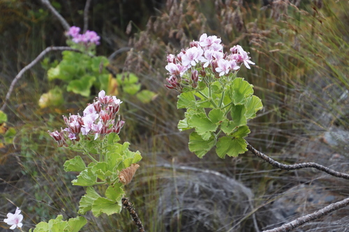 Pelargonium cucullatum