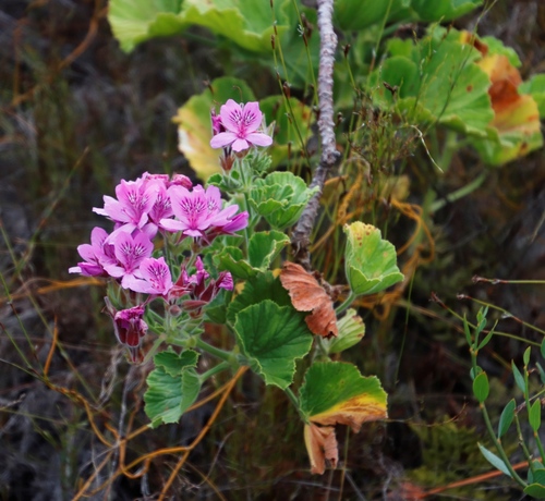 Pelargonium cucullatum