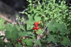 Ribes erythrocarpum