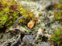Lamprospora tortulae-ruralis