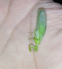 Drepanicus chrysopinus