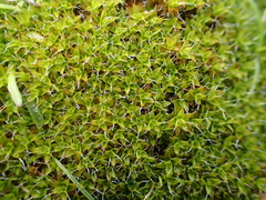 Syntrichia calcicola