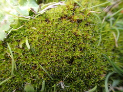 Syntrichia calcicola