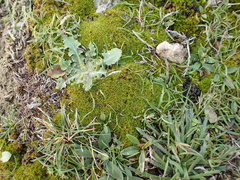 Syntrichia calcicola