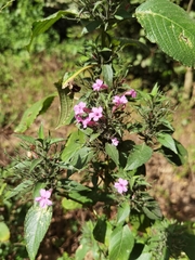 Ruellia inundata