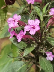 Ruellia inundata