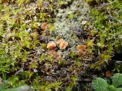 Lamprospora tortulae-ruralis