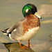 Mallard × American Wigeon - Photo no rights reserved, uploaded by Reuven Martin