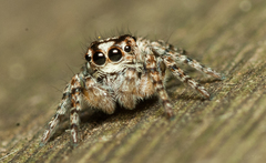Salticidae
