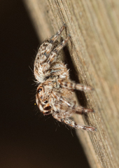 Salticidae