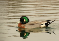 Anas platyrhynchos × Mareca americana