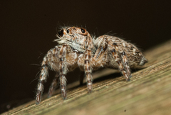 Salticidae