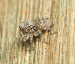 Salticidae
