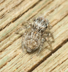 Salticidae